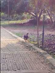 201302 Chiang Mai34